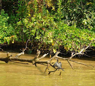 Достопримечательности реки бентота