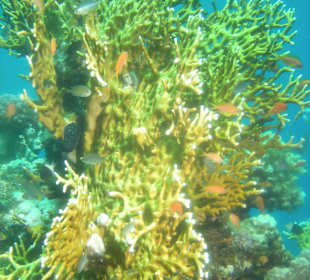 Korallenbarsche am Hausriff