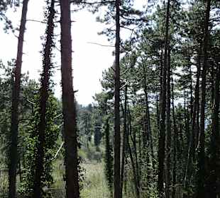 Der Hochseilgarten - Ausblick