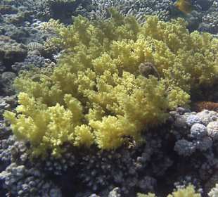 Schnorcheln am Hotelstrand