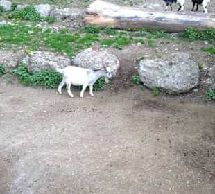 Eurasienbereich - Zwergziege