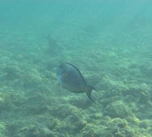 Подводный мир возле отеля