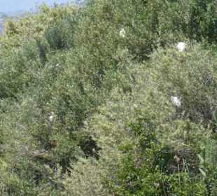 Unterwegs im Naturpark S'Albufera
