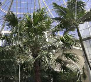 Palmenhaus 