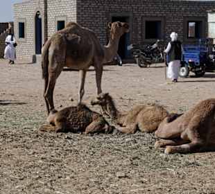 Kamelmartkt