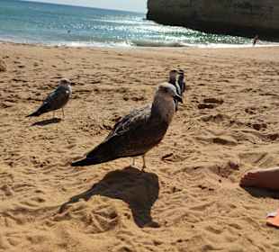 Praia de Nossa Senhora da Rocha