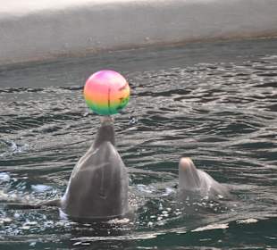 Delfinarium w Warnie