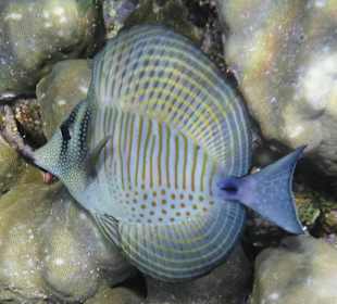 Schnorcheln Marsa Alam