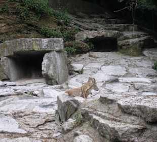 Nachwuchs bei den Steinböcken