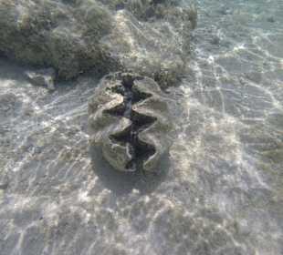 Schnorcheln Marsa Alam