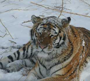 Siberia Tiger Park