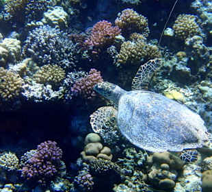 Черепаха - Hotel Tropitel Sahl Hasheesh