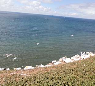 Brutplatz der Basstölpel