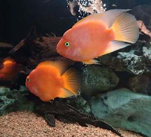 Fische im Aquarium Wasserbillig