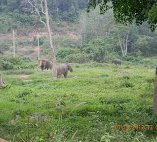 Die Elefanten zum Feierabend