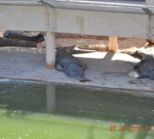 Krokofarm (Explorer)