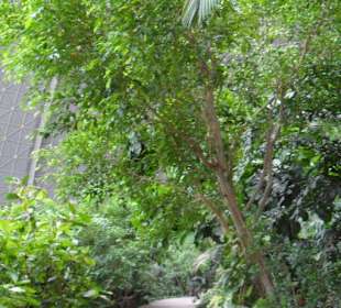 Badelandschaft Tropenlandschaft