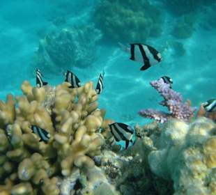 Kleine Preußenfische