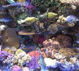 Meeresmuseum Stralsund