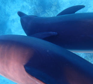 Einmalie Erlebnisse mit Mo´s Delfinen