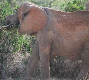 Elefant bei der Mahlzeit