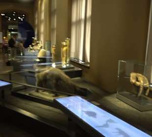 Museum der Naturkunde