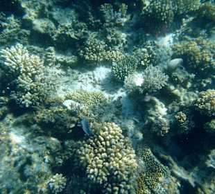 Delfintour 07.08.2012 