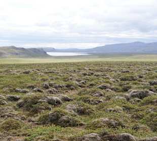 Buckelwiesen - Umrundung der Vatnsnes Halbinsel
