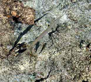 Flötenfisch vom Steg