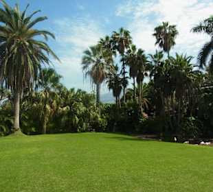 Flamingos im Grünen