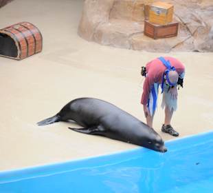 Clyde and Seamore Take Pirate Island