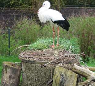 Storch