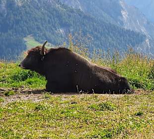 Wandern Valdaora / Olang