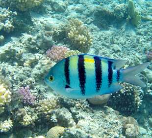 Schnorcheln Makadi Bay