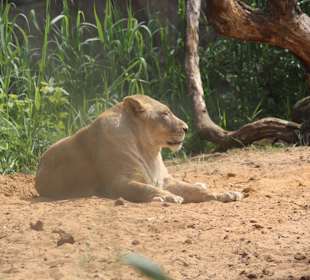 ZOOM Erlebniswelt Gelsenkirchen
