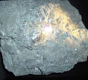 Fossil Muscheln Gletschergarten Luzern