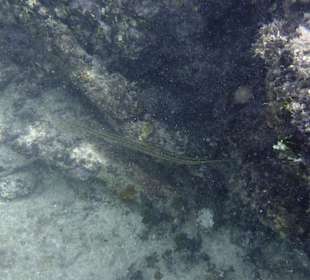 Unter Wasser am Hausriff