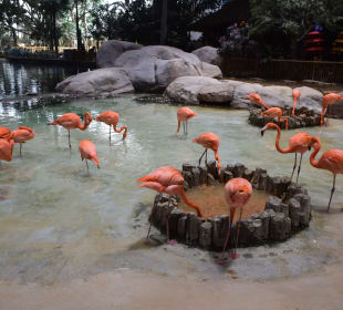 Flamingo-Pool