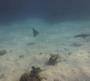 Rochenbesuch während der Delfintour - einmalig!