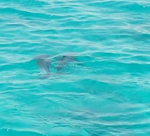 Mit Delfinen schwimmen in Hurghada 