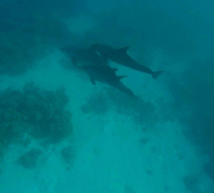 Delfine in freier Natur