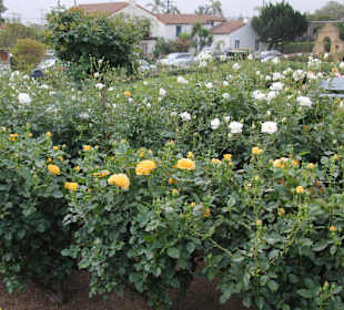 Mission Santa Barbara