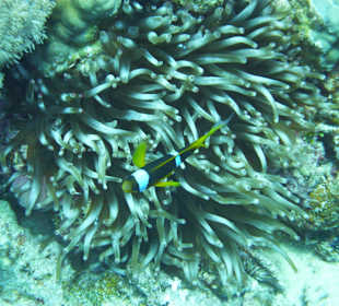 Anemonen Fische
