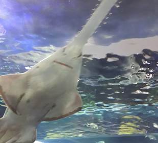 Ripley's Aquarium of Canada