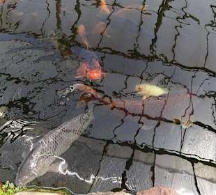 Die Koi`s im Teich