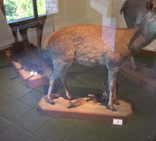 Natur- und Jagdmuseum