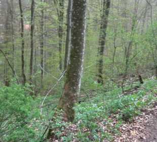 Premiumwanderweg Hochgebürzelt