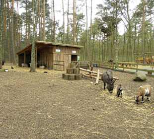 Biergarten  Waldkater