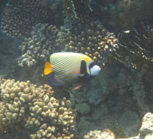 Imperator Kaiserfisch