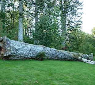 200 jährige Silberfichte